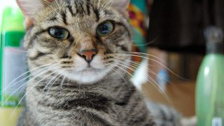 Thumbnail of post image 158