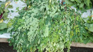 Thumbnail of post image 161