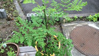 Thumbnail of post image 041