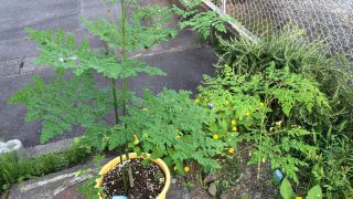 Thumbnail of post image 177