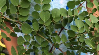 Thumbnail of post image 033
