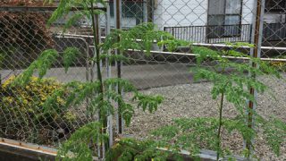 Thumbnail of post image 035