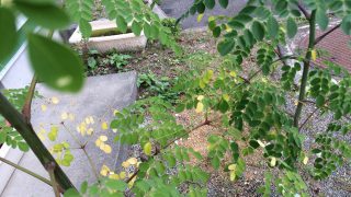 Thumbnail of post image 168