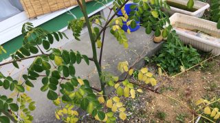 Thumbnail of post image 037
