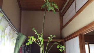 Thumbnail of post image 097