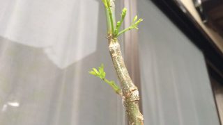 Thumbnail of post image 120