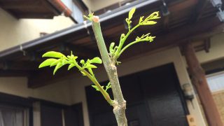 Thumbnail of post image 025
