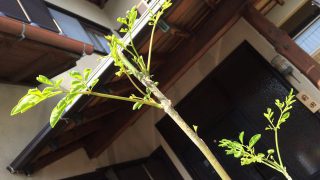 Thumbnail of post image 083