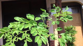 Thumbnail of post image 012