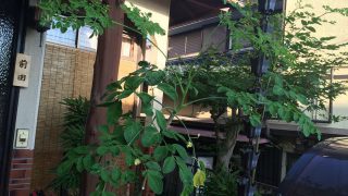 Thumbnail of post image 039