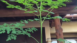 Thumbnail of post image 179